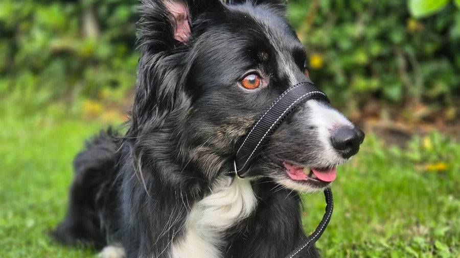 Flat Figure of 8 Dog Lead with Padding – Stop Pulling & Take Back Control - Total Pet