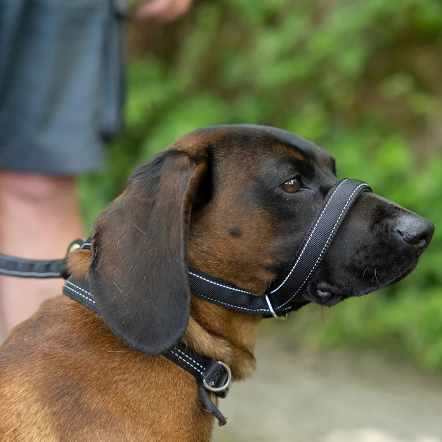 Flat Figure of 8 Dog Lead with Padding – Stop Pulling & Take Back Control - Total Pet