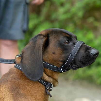 Flat Figure of 8 Dog Lead with Padding – Stop Pulling & Take Back Control - Total Pet