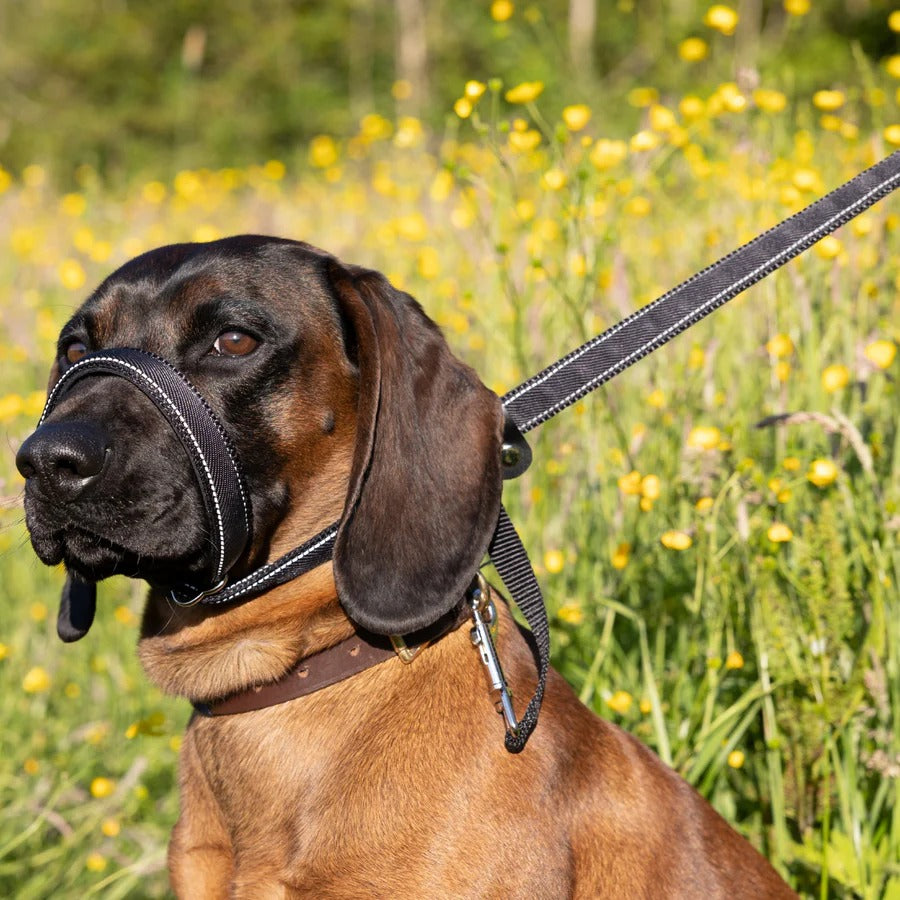 Flat Figure of 8 Dog Lead with Padding – Stop Pulling & Take Back Control - Total Pet